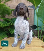 Ace, a male German Shorthaired Pointer for sale in Elberta, AL – 3 of 8