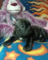 Pepper, a female Frenchton for sale in Elberta, AL – 2 of 10