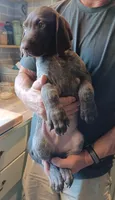 Beaux, a male German Shorthaired Pointer for sale in Elberta, AL – Photo 6 of 6