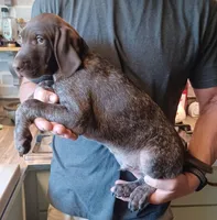 Beaux, a male German Shorthaired Pointer for sale in Elberta, AL – Photo 5 of 6