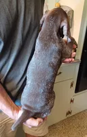 Beaux, a male German Shorthaired Pointer for sale in Elberta, AL – Photo 4 of 6