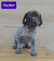 Tucker, a male German Shorthaired Pointer for sale in Elberta, AL – Photo 2 of 4