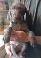 Beaux, a male German Shorthaired Pointer for sale in Elberta, AL – Photo 3 of 6