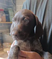 Beaux, a male German Shorthaired Pointer for sale in Elberta, AL – Photo 1 of 6