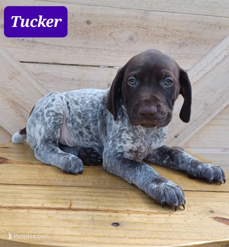 Tucker