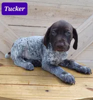 Tucker, a male German Shorthaired Pointer for sale in Elberta, AL – Photo 1 of 4