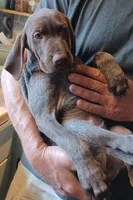 Beaux, a male German Shorthaired Pointer for sale in Elberta, AL – Photo 2 of 6