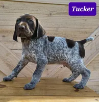 Tucker, a male German Shorthaired Pointer for sale in Elberta, AL – Photo 4 of 4