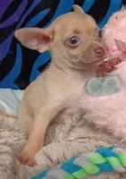 Cedric, a male Chihuahua for sale in Elberta, AL – Photo 2 of 3