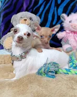 Cedric, a male Chihuahua for sale in Elberta, AL – Photo 3 of 3