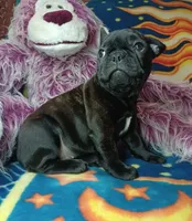 Pepper, a female Frenchton for sale in Elberta, AL – 9 of 10