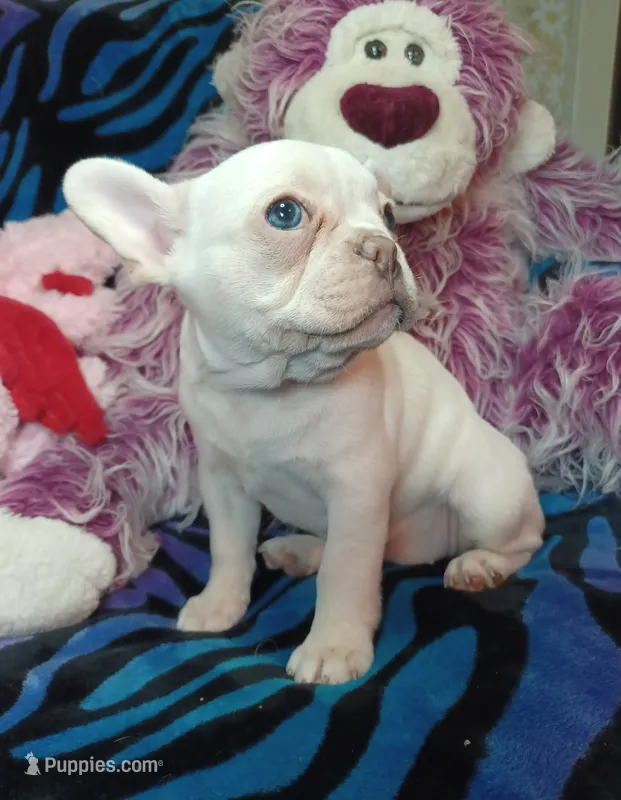 Sugar – Frenchton puppy for sale in Elberta, AL