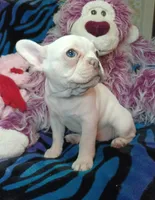 Sugar, a female Frenchton for sale in Elberta, AL – 1 of 10