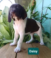 Daisy, a female German Shorthaired Pointer for sale in Elberta, AL – 4 of 7