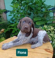 Fiona , a female German Shorthaired Pointer for sale in Elberta, AL – 4 of 8