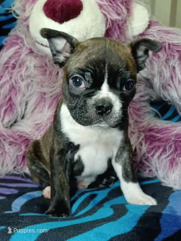 Bodie – Frenchton puppy for sale in Elberta, AL