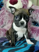 Bodie, a male Frenchton for sale in Elberta, AL – 1 of 8
