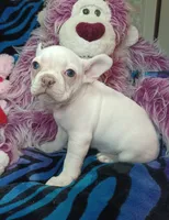 Sugar, a female Frenchton for sale in Elberta, AL – 3 of 10