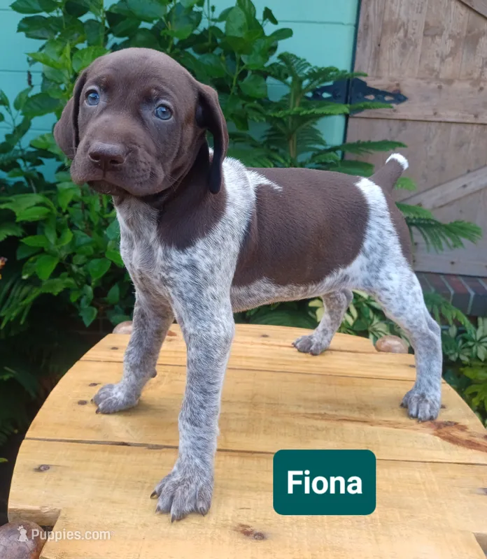 Fiona  – German Shorthaired Pointer puppy for sale in Elberta, AL