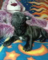 Pepper, a female Frenchton for sale in Elberta, AL – 10 of 10