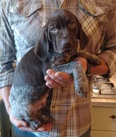 Drake, a male German Shorthaired Pointer for sale in Elberta, AL – Photo 2 of 4