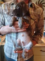 Drake, a male German Shorthaired Pointer for sale in Elberta, AL – Photo 3 of 4