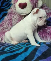 Lex, a male Frenchton for sale in Elberta, AL – 6 of 10