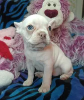 Sugar, a female Frenchton for sale in Elberta, AL – 7 of 10