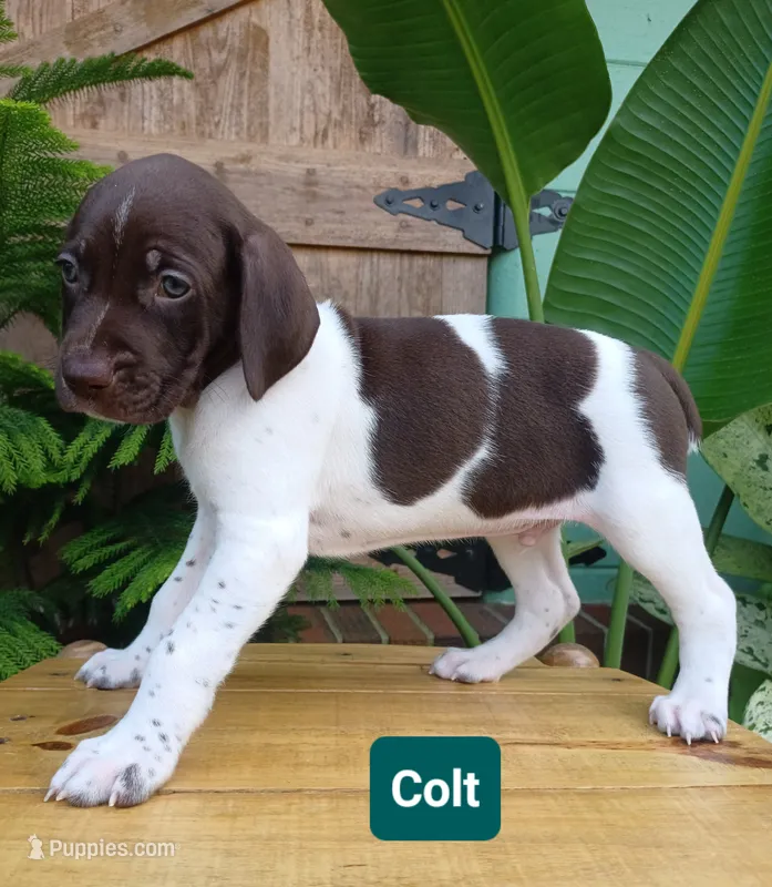 Colt – German Shorthaired Pointer puppy for sale in Elberta, AL