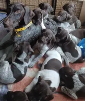 Ace, a male German Shorthaired Pointer for sale in Elberta, AL – 7 of 8