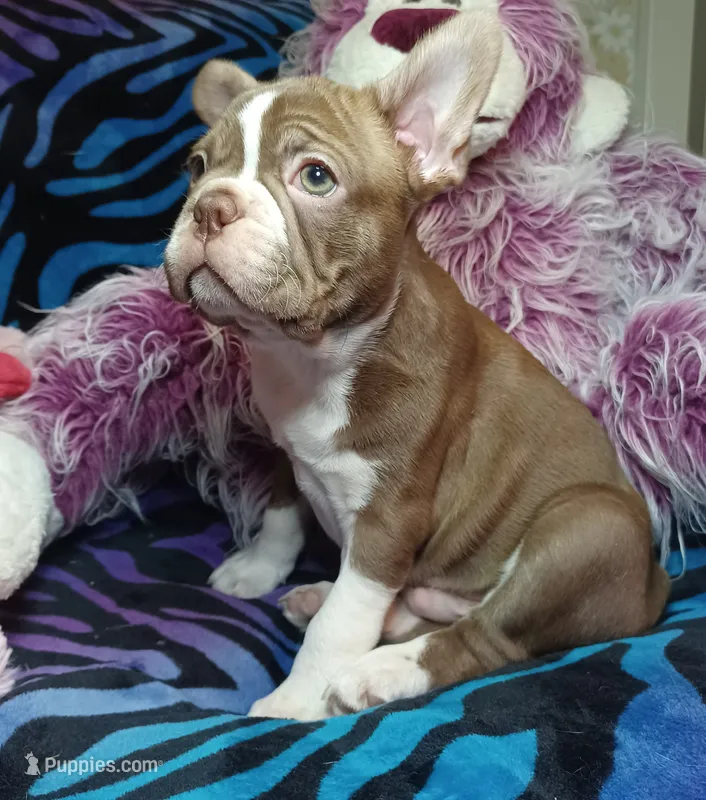 Beau – Frenchton puppy for sale in Elberta, AL