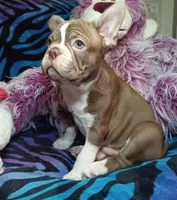 Beau, a male Frenchton for sale in Elberta, AL – 1 of 10