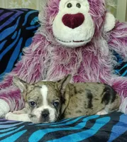 Dolly , a female Frenchton for sale in Elberta, AL – 7 of 9