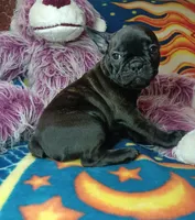 Pepper, a female Frenchton for sale in Elberta, AL – 8 of 10