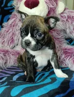 Bodie, a male Frenchton for sale in Elberta, AL – 3 of 8