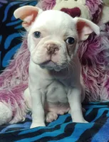 Lex, a male Frenchton for sale in Elberta, AL – 3 of 10