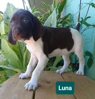 Luna, a female German Shorthaired Pointer for sale in Elberta, AL – 2 of 7