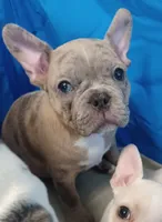 Stormy, a female Frenchton for sale in Elberta, AL – 10 of 10