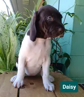 Daisy, a female German Shorthaired Pointer for sale in Elberta, AL – 7 of 7