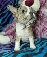 Dolly , a female Frenchton for sale in Elberta, AL – 6 of 9