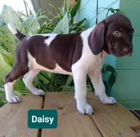 Daisy, a female German Shorthaired Pointer for sale in Elberta, AL – 1 of 7