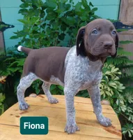 Fiona , a female German Shorthaired Pointer for sale in Elberta, AL – 5 of 8
