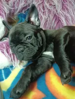 Pepper, a female Frenchton for sale in Elberta, AL – 6 of 10