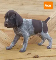 Ace, a male German Shorthaired Pointer for sale in Elberta, AL – Photo 3 of 6