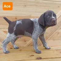 Ace, a male German Shorthaired Pointer for sale in Elberta, AL – Photo 2 of 6