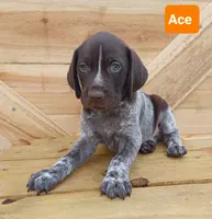 Ace, a male German Shorthaired Pointer for sale in Elberta, AL – Photo 5 of 6