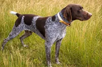 Bella, a female German Shorthaired Pointer for sale in Elberta, AL – 8 of 8