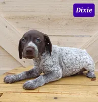 Dixie, a female German Shorthaired Pointer for sale in Elberta, AL – Photo 3 of 5