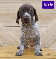 Dixie, a female German Shorthaired Pointer for sale in Elberta, AL – Photo 2 of 5