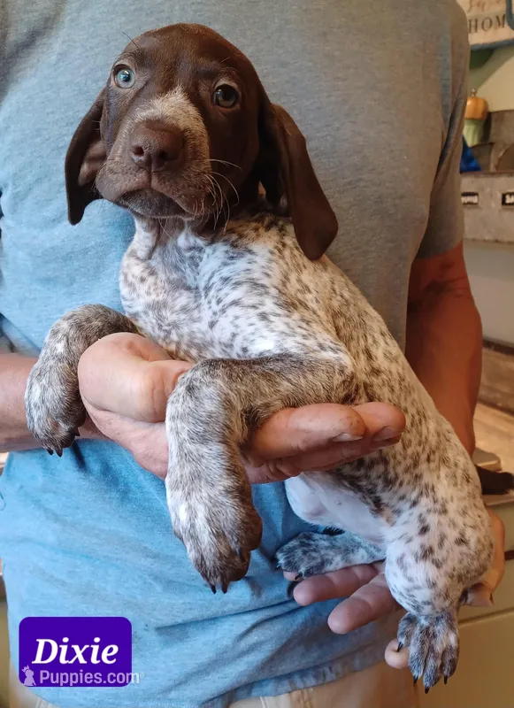 Dixie – German Shorthaired Pointer puppy for sale in Elberta, AL